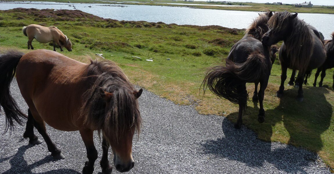 Wildpferde auf den Uists